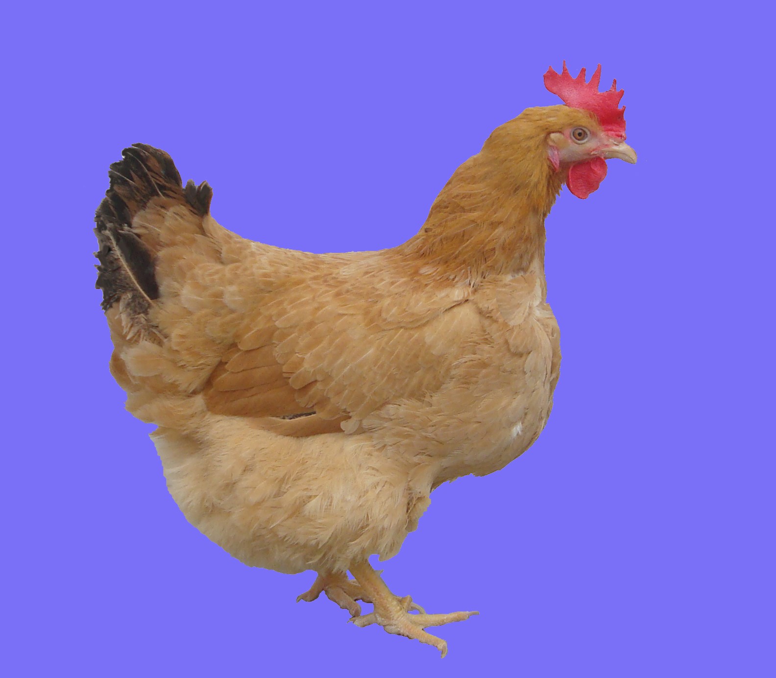ĸ¼¦.jpg